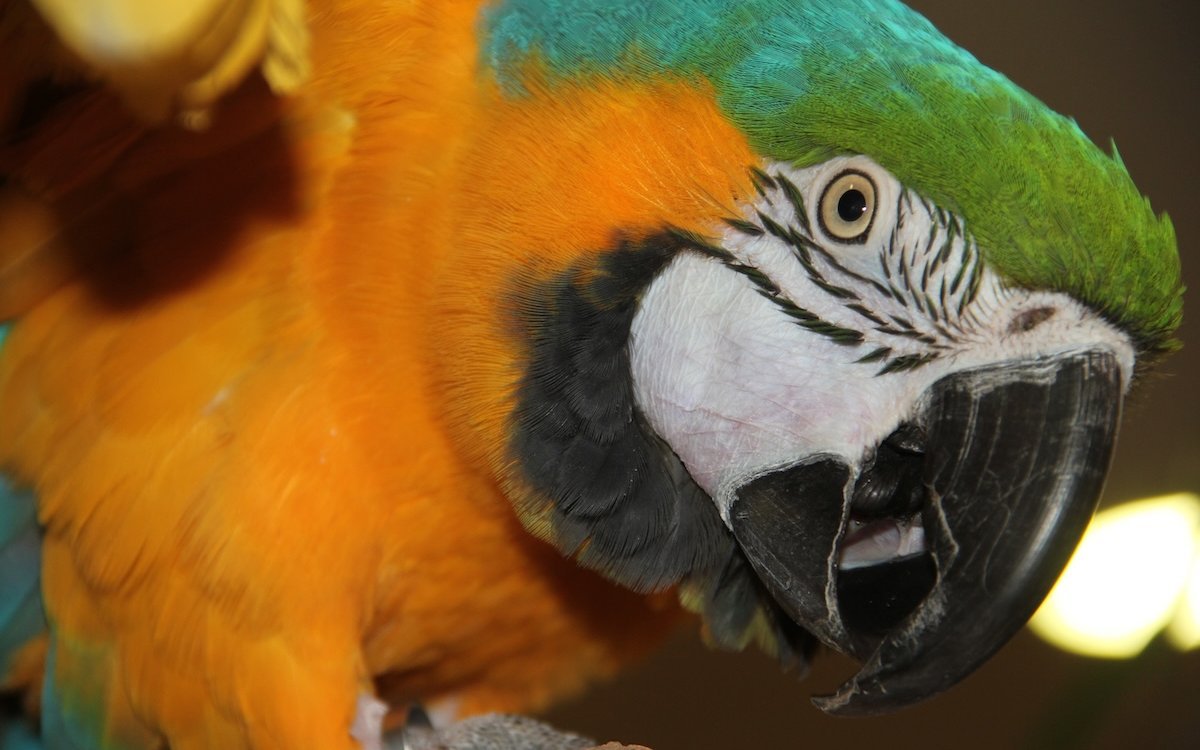 Gelbbrustaras sind grosse Charakteren und wunderschöne Papageien Südamerikas mit hohen Pflegeansprüchen. 