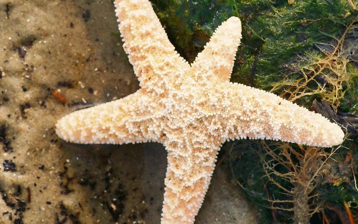 Seesterne gehören wie Seeigel oder die Seegurken zu den Stachelhäutern.