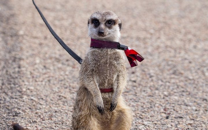Erdmännchen sind keine Heimtiere, die an der Leine herumgeführt werden können. 