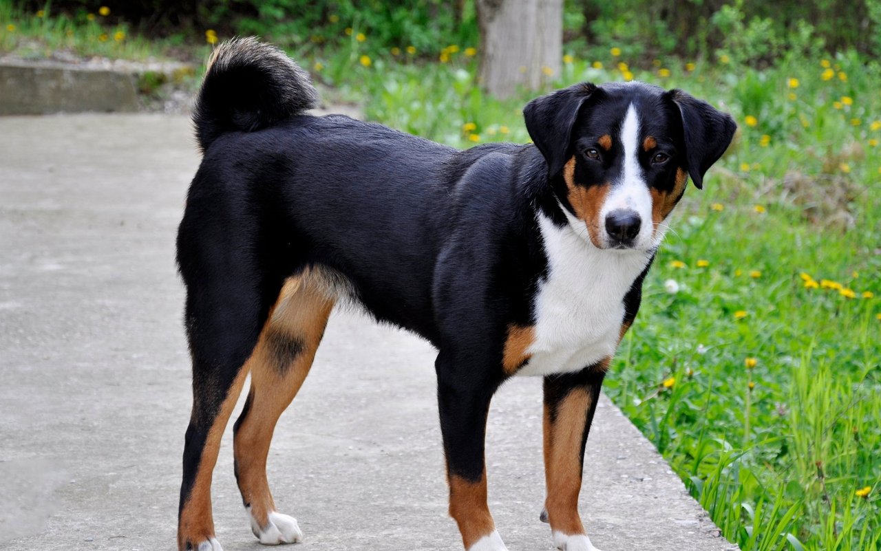 Typisch für den Appenzeller Sennenhund ist seine Rute, die seitlich oder in der Mitte über die Kruppe gerollt ist. Sie wird von Kennern auch «Posthörnchen» genannt.