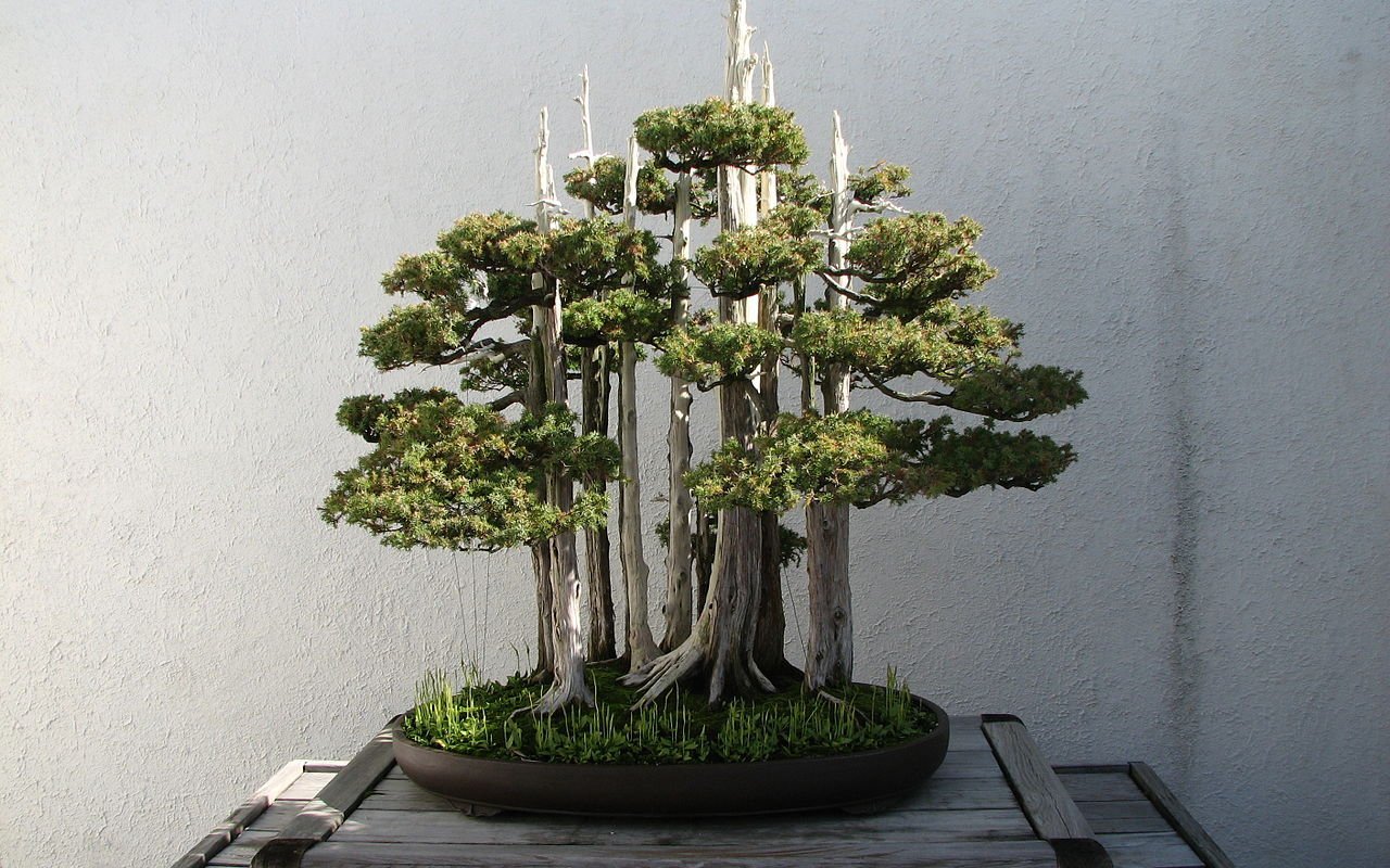 Bonsaibäume sind daher so edel, weil sie langsam wachsen.