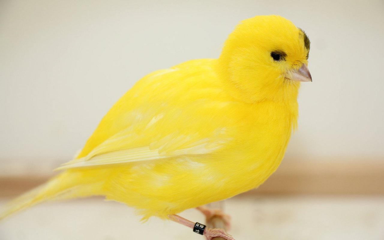 Kanarienvögel, hier ein Angehörige der Rasse Border, werden seit über 500 Jahre zur Zierde gehalten. 