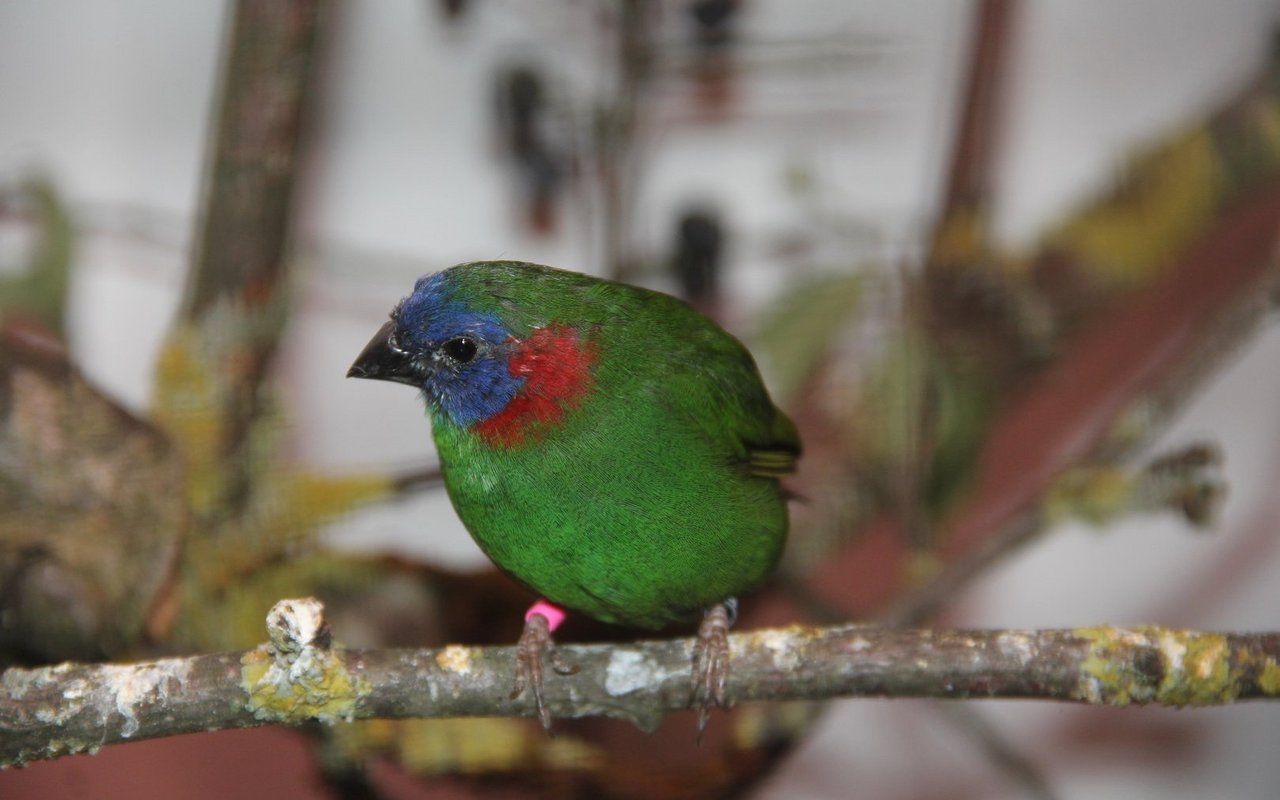 Coloria Papageiamadine an der Ausstellung des Sing- und Ziervogelvereins Sursee. 