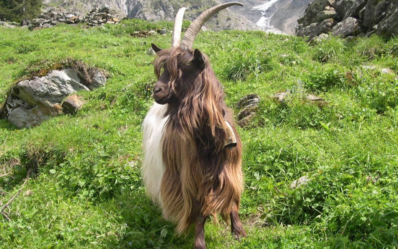 Für die extensive Haltung ist kürzeres Fell von Vorteil. Auf dies zielt die Zucht ab. 