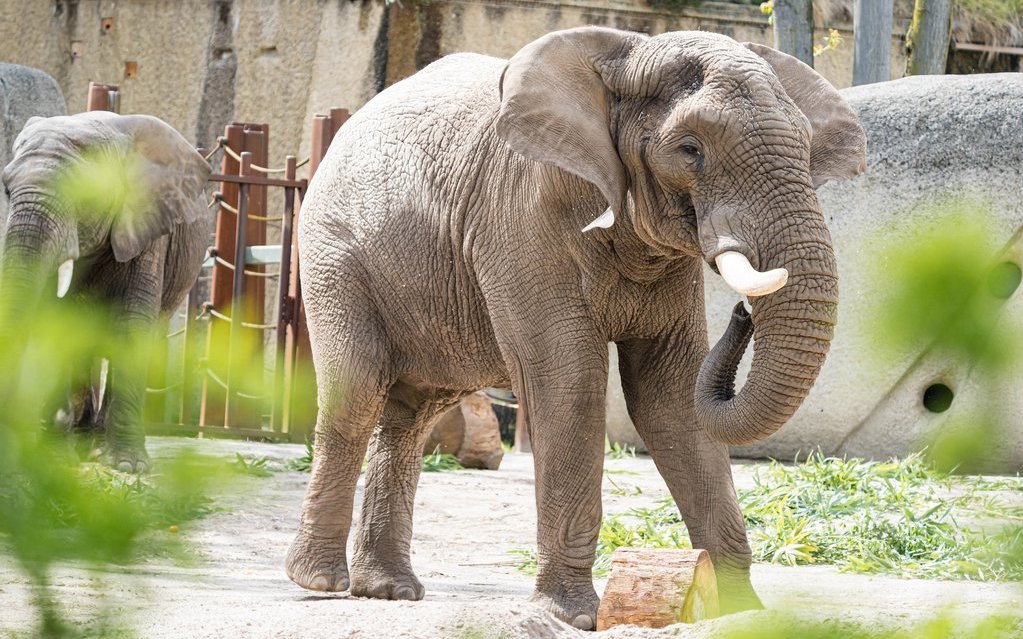 Der Elefantenbulle Tusker stammt aus dem Kruger-Nationapark in Südafrika. 