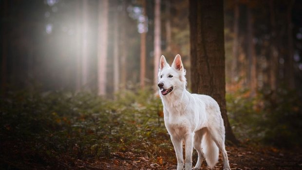 Sanft und trotzdem loyal: Der Berger Blanc Suisse ist ein idealer Familienhund.