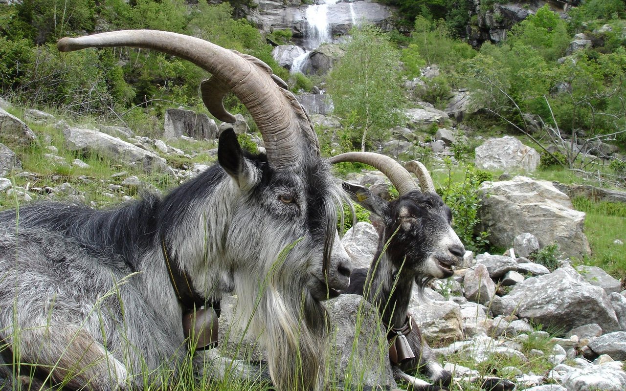 Dank ihrer Robustheit und Vitalität ertragen sie das oft raue Klima in grossen Höhen.