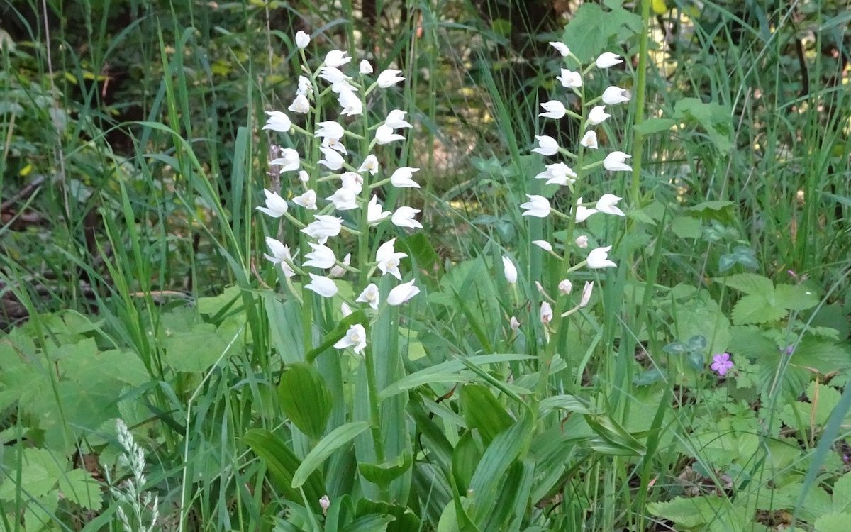Die Orchidee Weisses Waldvögeln findet man sogar auf dem Rückweg vom Naturschutzgebiet Tannbüel am Wegrand. 