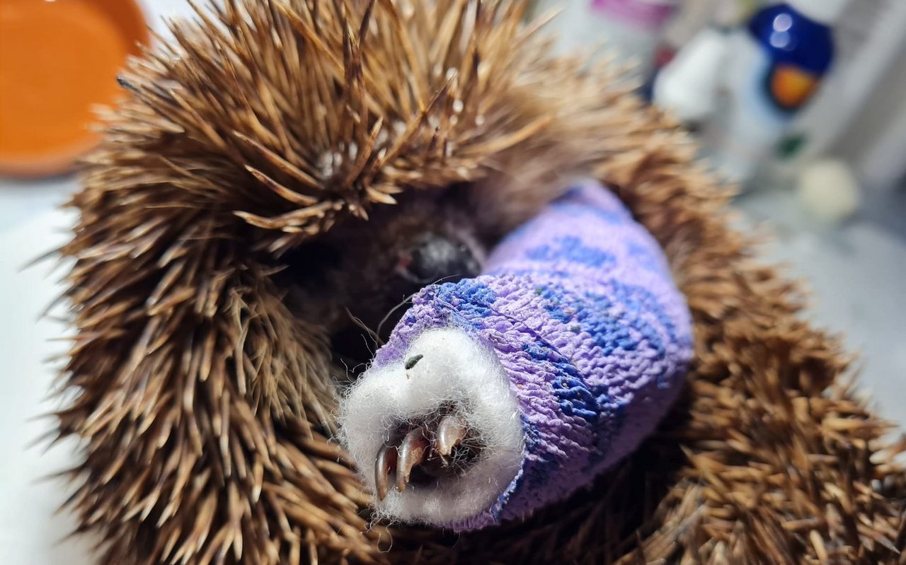 Ungesicherte Gitter im Garten können für Knochenbrüche verantwortlich sein. 