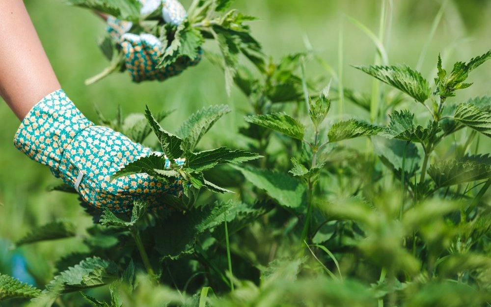 Anstatt Brennnesseln sofort zu entfernen, lohnt es sich, sie im Garten zu belassen.