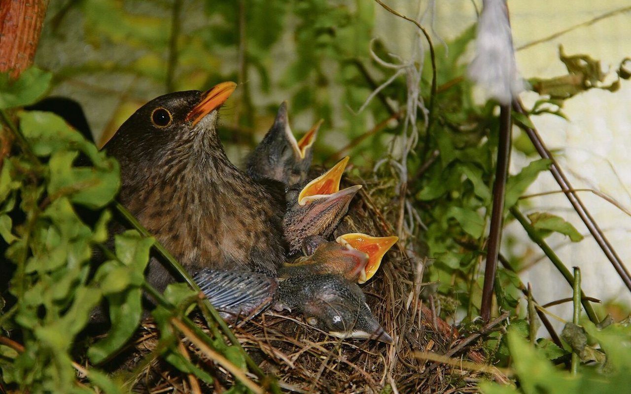 Nistkästen können brütenden Amseln ein Zuhause bieten.