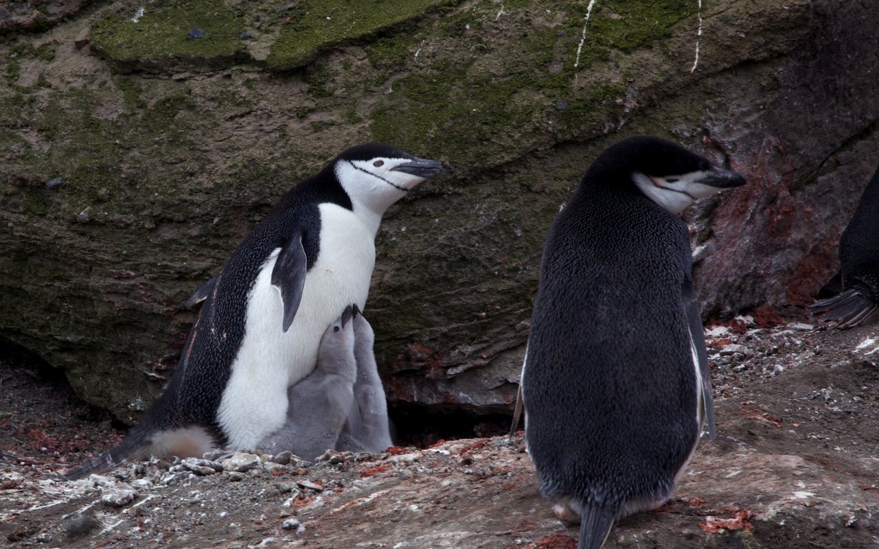 Brütende Zügelpinguine schlafen nur wenige Sekunden am Stück.