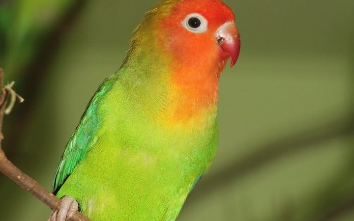 Wie alt werden Erdbeerköpfchen wirklich? 