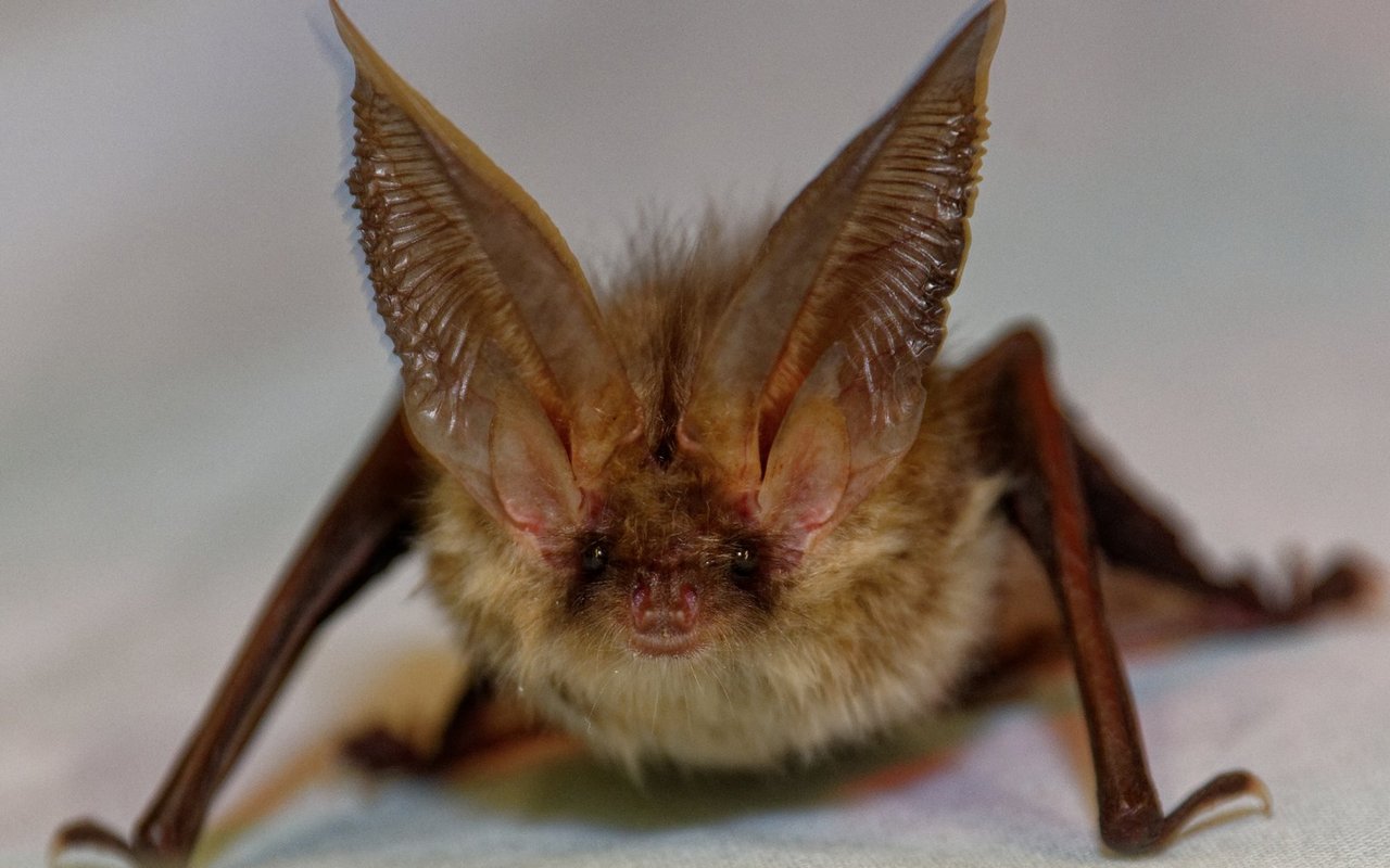 Das Braune Langohr braucht seine Lauscher hauptsächlich für die Jagd.