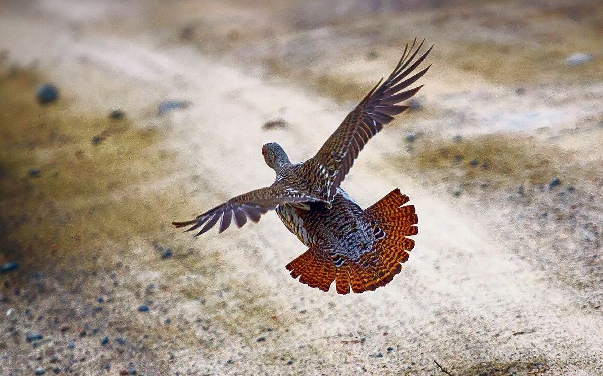 Plötzlich tauchen Auerhühner auf und begutachten die balzenden Hähne. 
