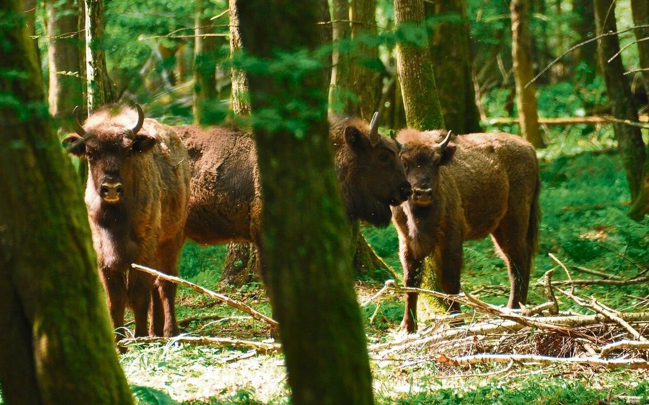 Im Gegensatz zu Bisons leben Wisente nicht in offenem Grasland, sondern in Wäldern. 