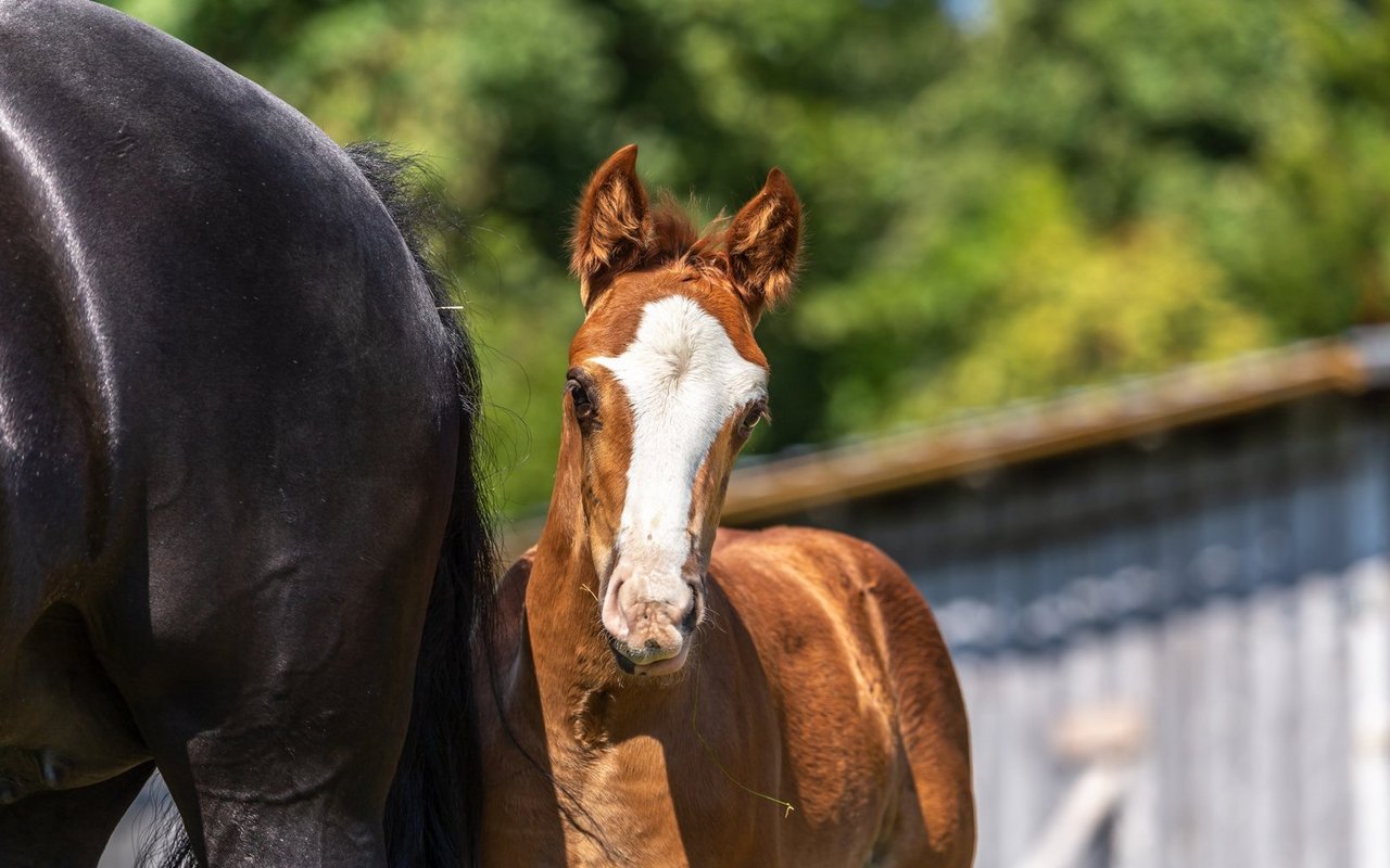 Über Generationen hinweg selektionierten sie sich zu einer robusten Pferderasse. 