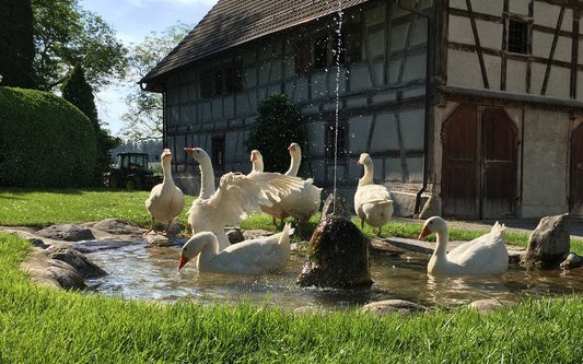 Laut Gesetz muss den Gänsen eine Badegelegenheit zur Verfügung stehen. 