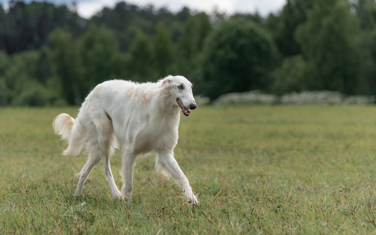 Der Barsoi ist ein grosser, schlanker Hund mit langem, weichem Fell, der durch seine elegante Statur sofort auffällt.