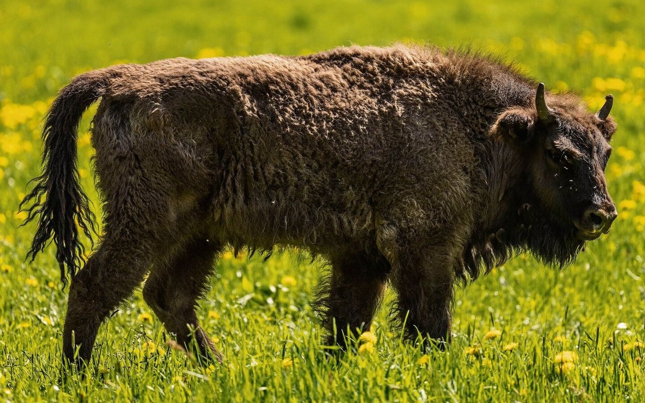 Wisente lassen sich das frische Gras auf den Wiesen im Testgebiet schmecken.