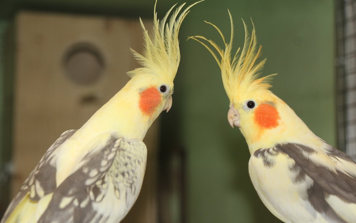 Nymphensittiche werden in verschiedenen Farbschlägen gezüchtet. Bei Varianten mit gelben Köpfen sind die Geschlechtsunterschiede nicht mehr gut feststellbar. 