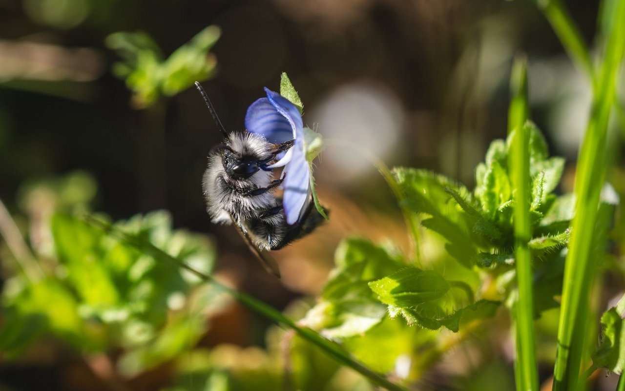 Die Aschgraue Sandbiene hat die erste Wahl der «Biene des Jahres» für sich entschieden.