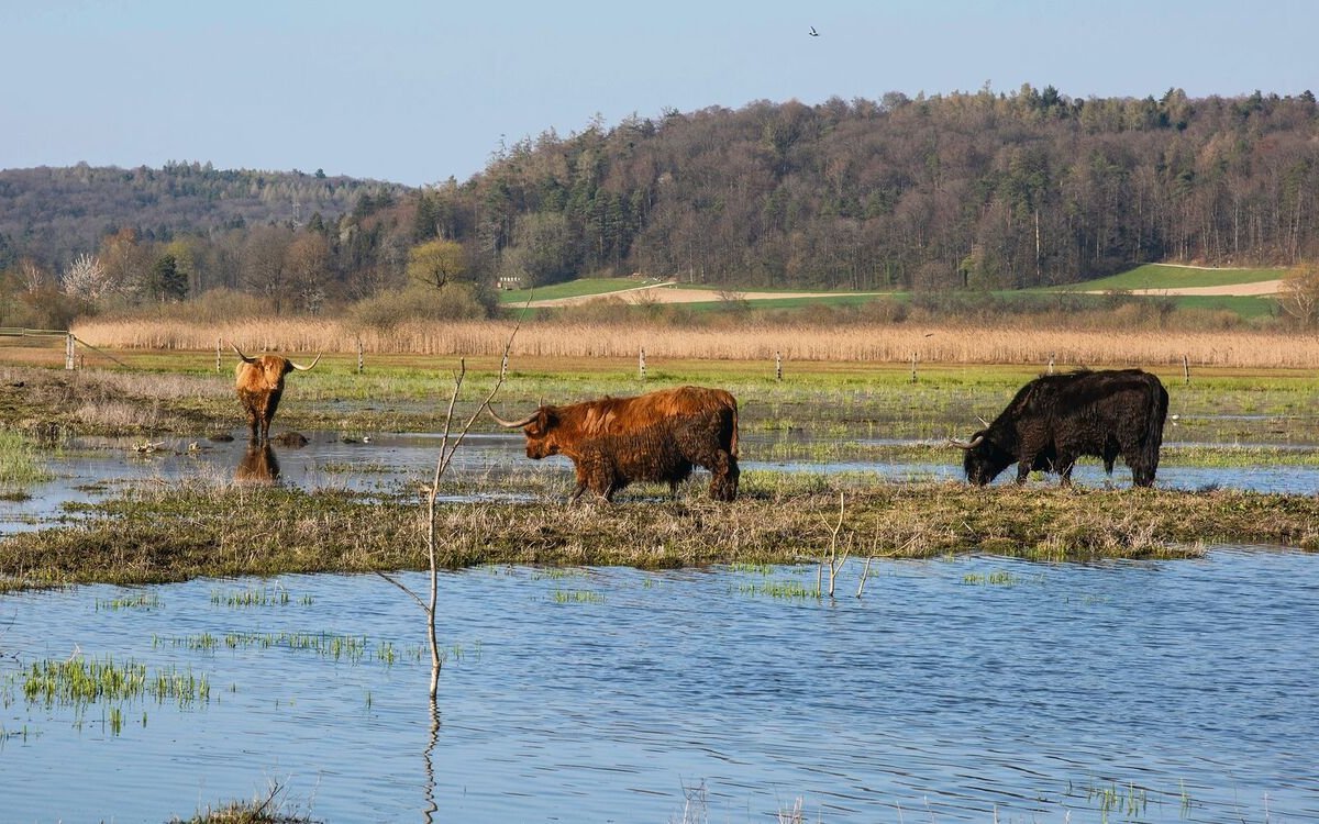 Das Neeracherried im Zürcher Unterland ist eines der bedeutendsten und letzten grossen Flachmoore der Schweiz.