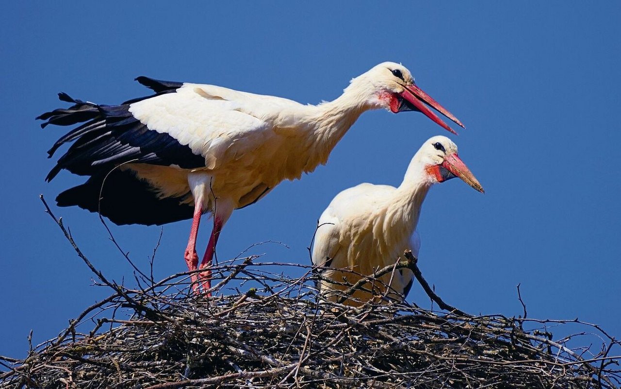 Das Berner Storchenpaar hat viele Fans – auch wegen der Webcam.
