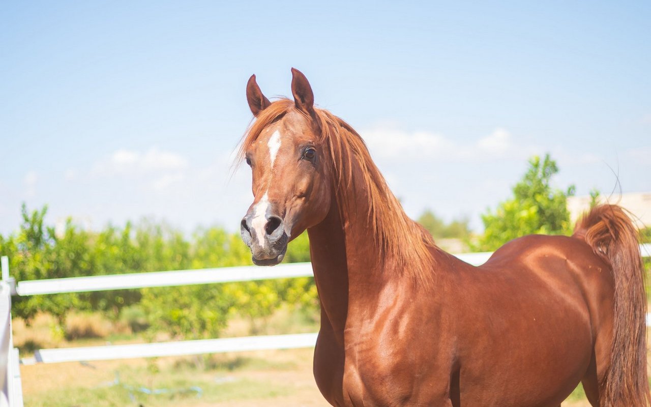Sie haben eine aussergewöhnliche Ausdauer und werden seit Jahrhunderten als Kriegspferde geschätzt. 