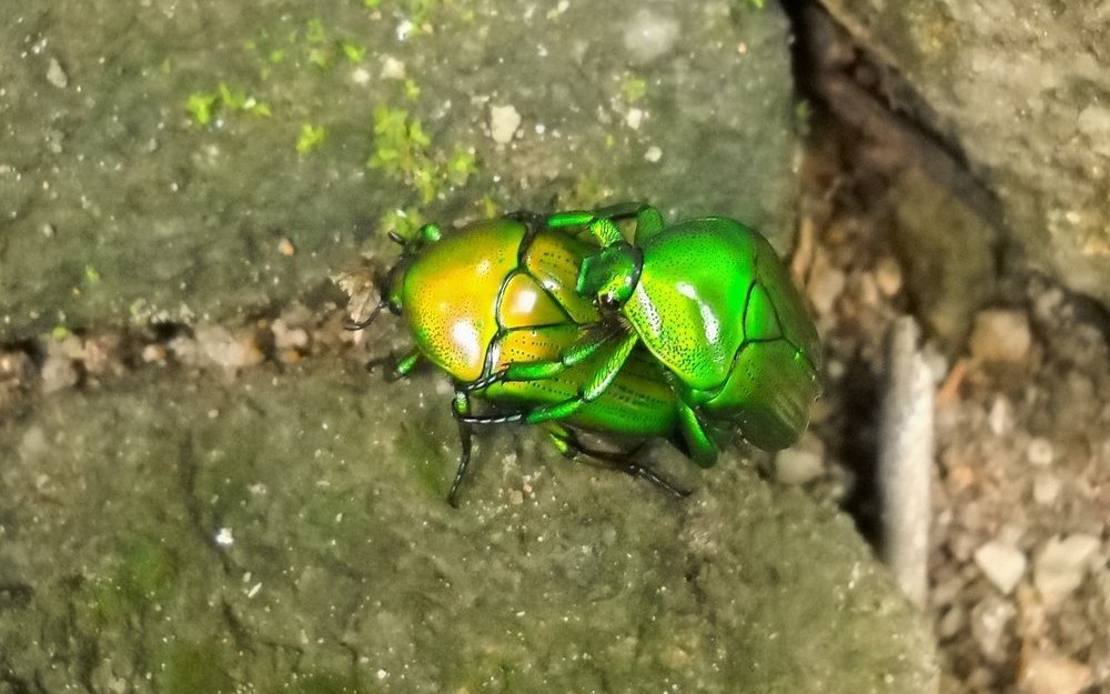 Unterfamilie der Rosenkäfer (Eudicella gralli hubini)