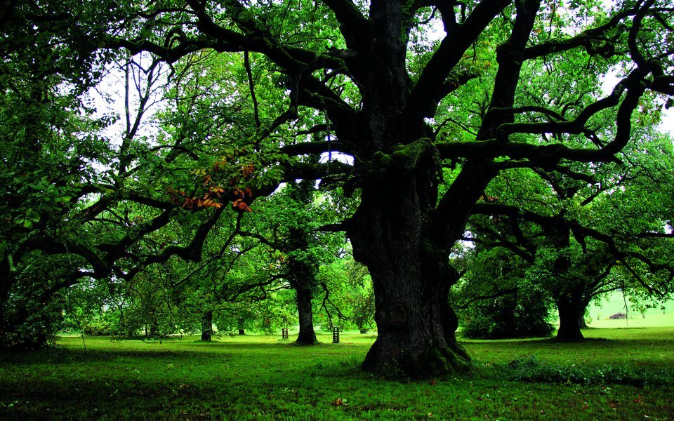 Der Eichenhain von Wildenstein, eine mittelalterliche Parklandschaft, die weiter gepflegt und sogar mit Jungeichen ergänzt wird.
