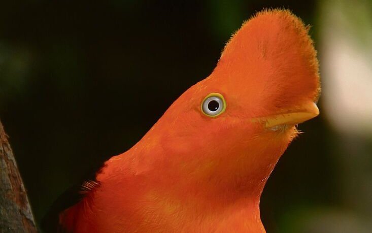 Der Andenfelsenhahn wird zu einem Feuerball, wenn er im Bergregenwald am Balzplatz gemeinsam mit Konkurrenten um Weibchen wirbt.