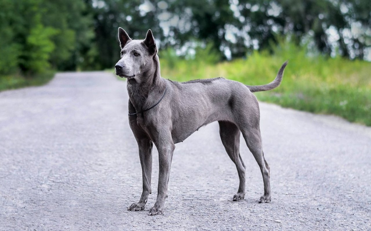 Der Thai Ridgeback ist ein eleganter, muskulöser Hund mit kurzem Fell und einem markanten «Ridge» – einem gegen den Strich wachsenden Haarstreifen entlang des Rückens.