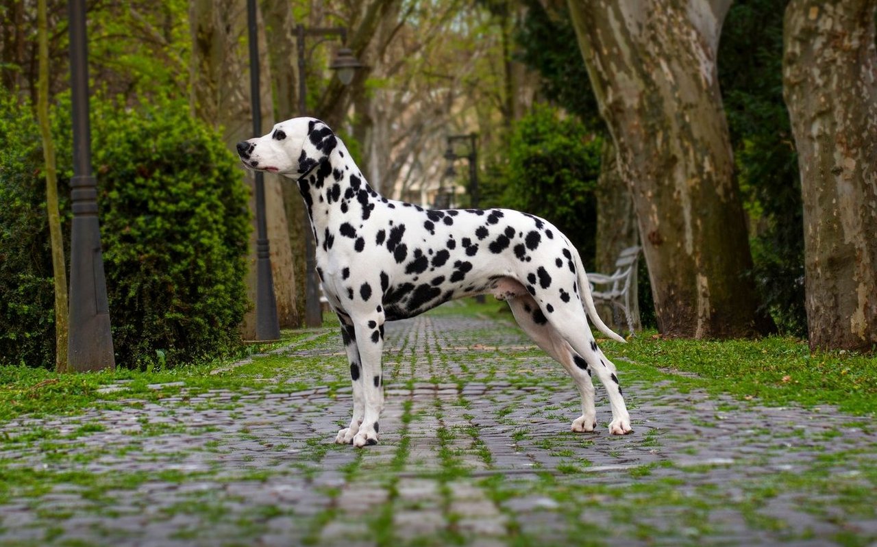 Mit seinem schlanken, athletischen Körperbau und dem markanten Tupfenfell hat der Dalmatiner ein besonders auffälliges Erscheinungsbild.