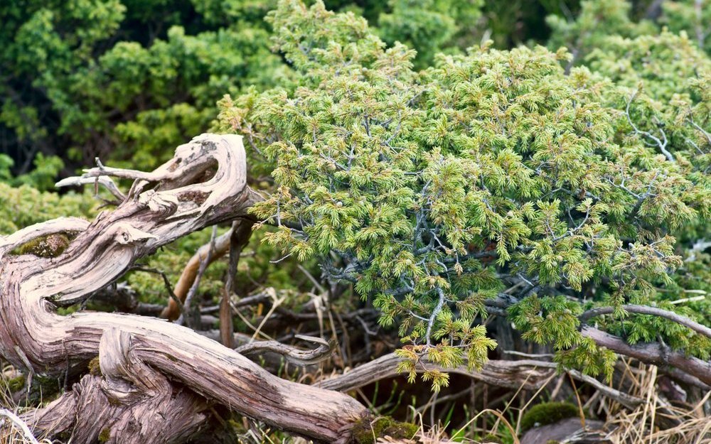Auch der gedrungen wuchernde Wacholder gehört zu den Nacktsamern. 