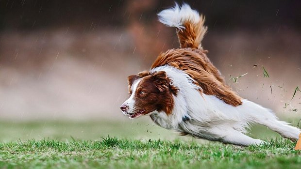Gerade Sportarten, bei denen schnell und oft die Richtung gewechselt wird, sind nicht für alle Hunderassen geeignet.