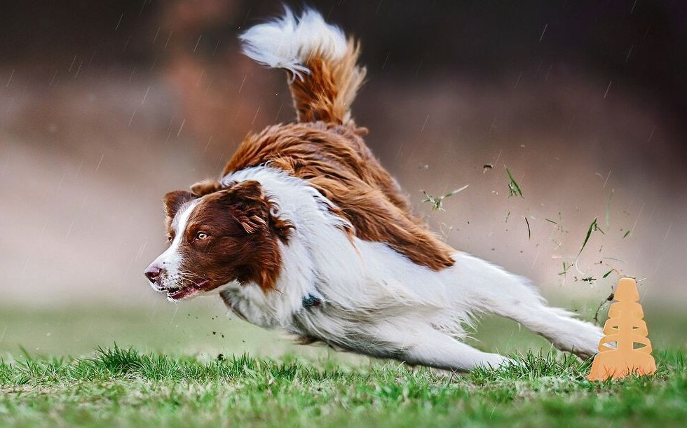 Gerade Sportarten, bei denen schnell und oft die Richtung gewechselt wird, sind nicht für alle Hunderassen geeignet.