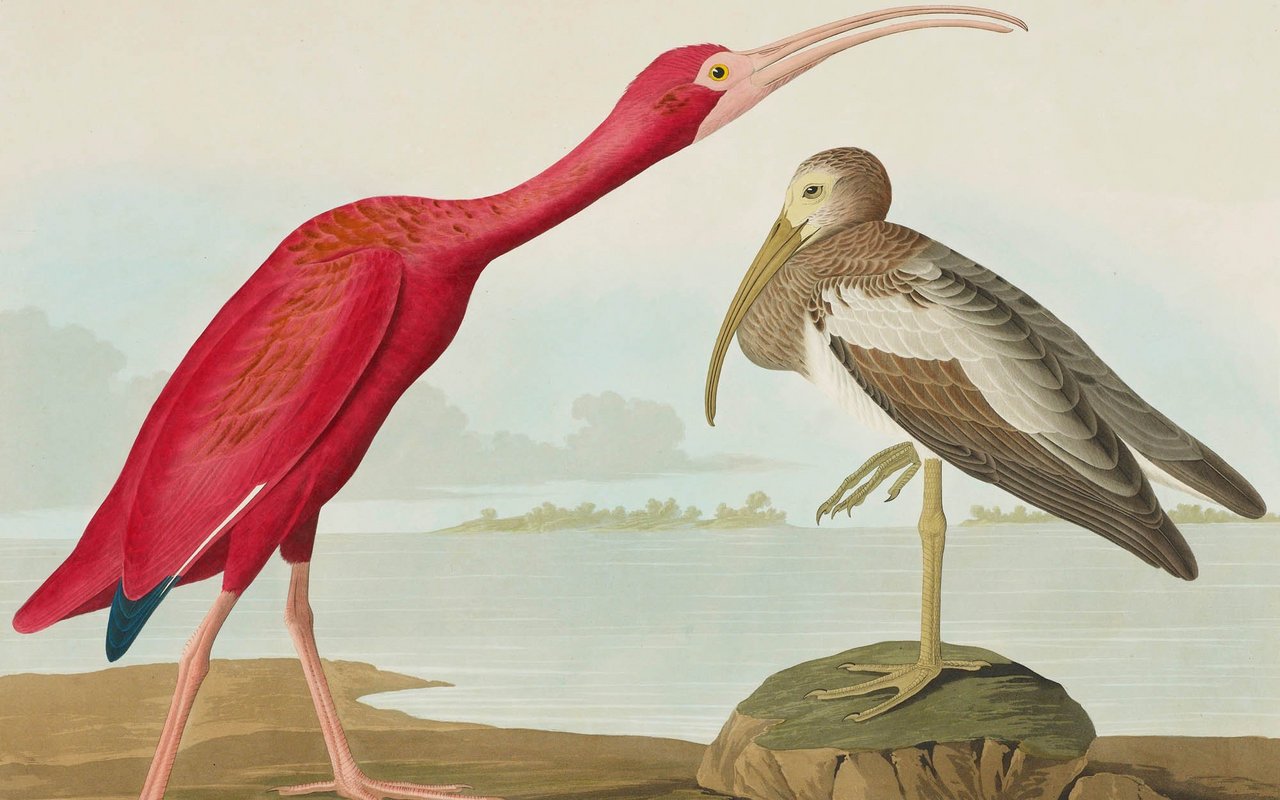 Das Werk «Die Vögel Amerikas» gilt als Massstab zeichnerischen Könnens für Naturmaler.