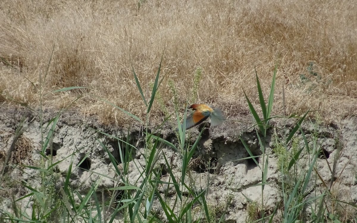 Ein Bienenfresser im Leukerfeld flitzt vor der Brutwand durch, einer natürlichen Abbruchkante.  