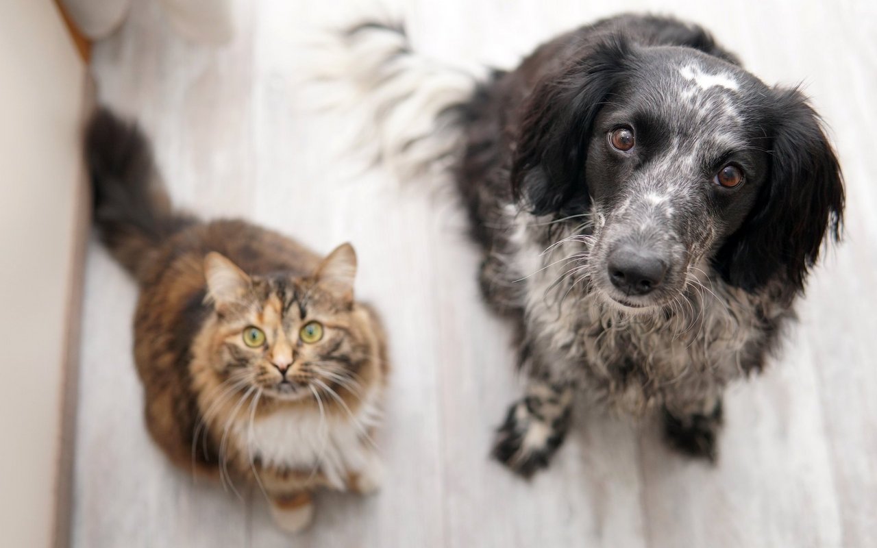 Hund und Katz passten sich dem Menschen an. Dabei handelt es sich nicht um natürliche Selektion, sondern einfach um Vorteile im Ugang mit Menschen.