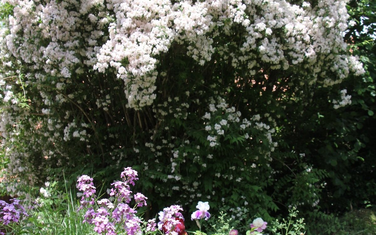 Die Kolkwitzie scheint die Pfingstrosen wie eine Welle zu überspülen.  