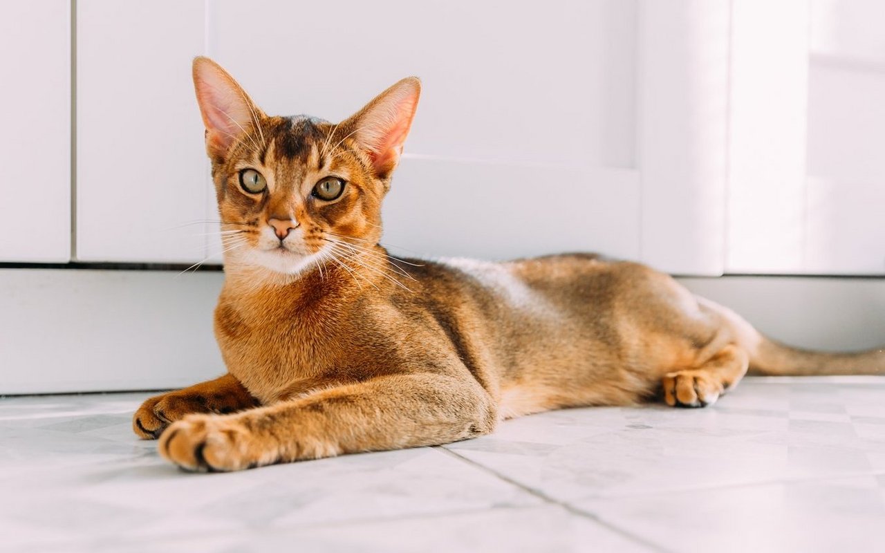 Die Wildfarben der Abessinierkatze ähneln dem Fell eines Hasen.