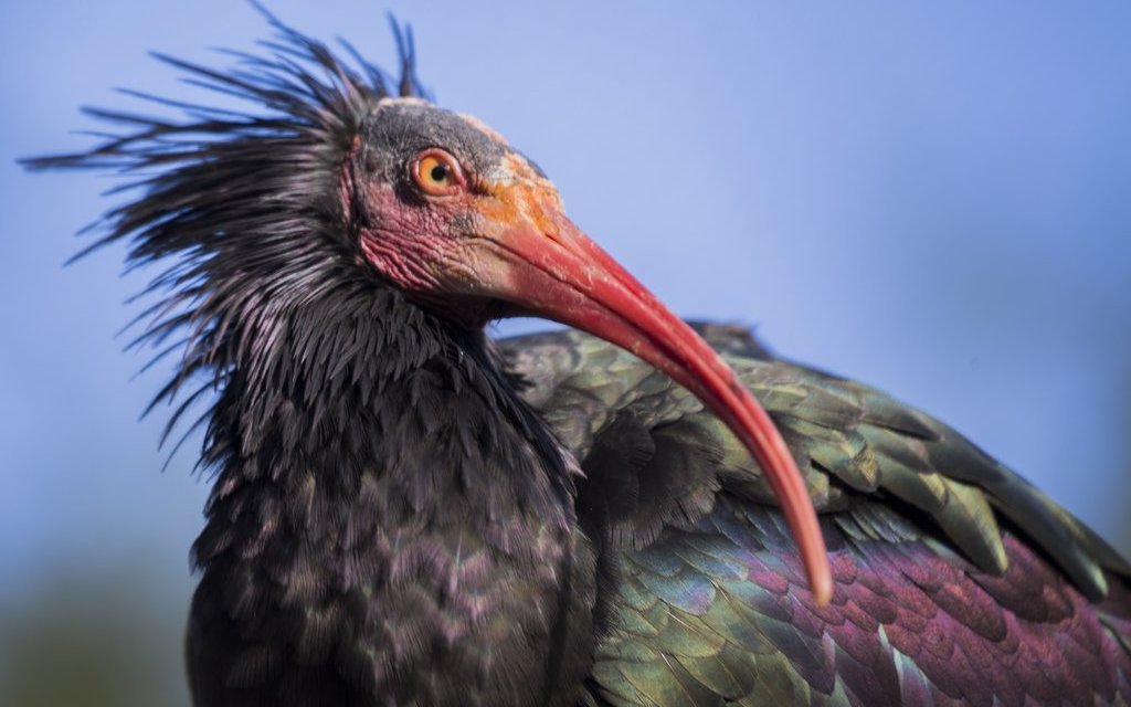 Waldrapp Shorty verliert regelmässig den Anschluss.