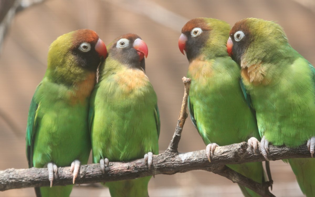 Russköpfchen aus dem südlichen Afrika in einer Aussenvoliere des Zoos Heidelberg. 
