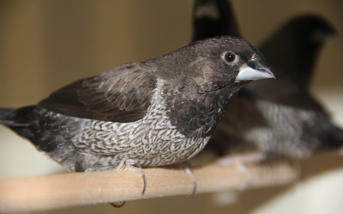 Japanische Mövchen sind ideale Vögel zur Haltung in der Wohnung und werden schon seit vielen Jahrhunderten gepflegt. Hier ein Männchen in der Grundfarbe.