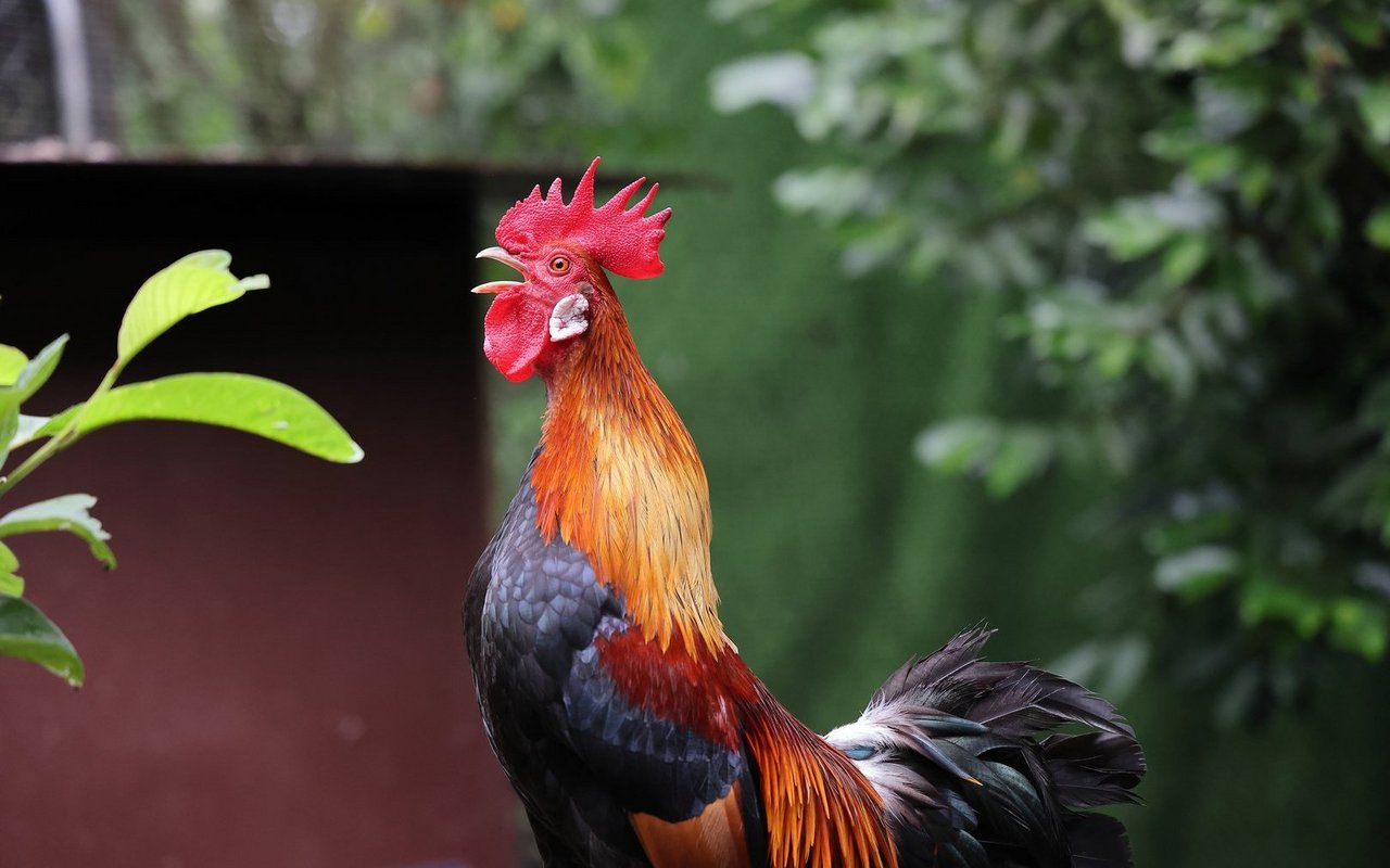 Ein Hahn bringt Ruhe in die Hühnergruppe.