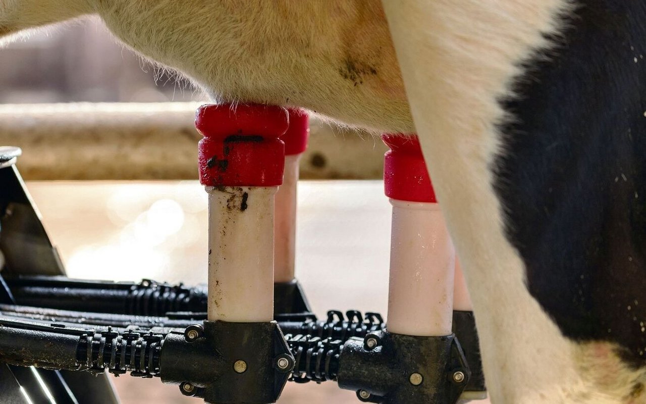 Mit einem Melkroboter im Stall entscheidet die Kuh selber, wann sie gemolken werden will.