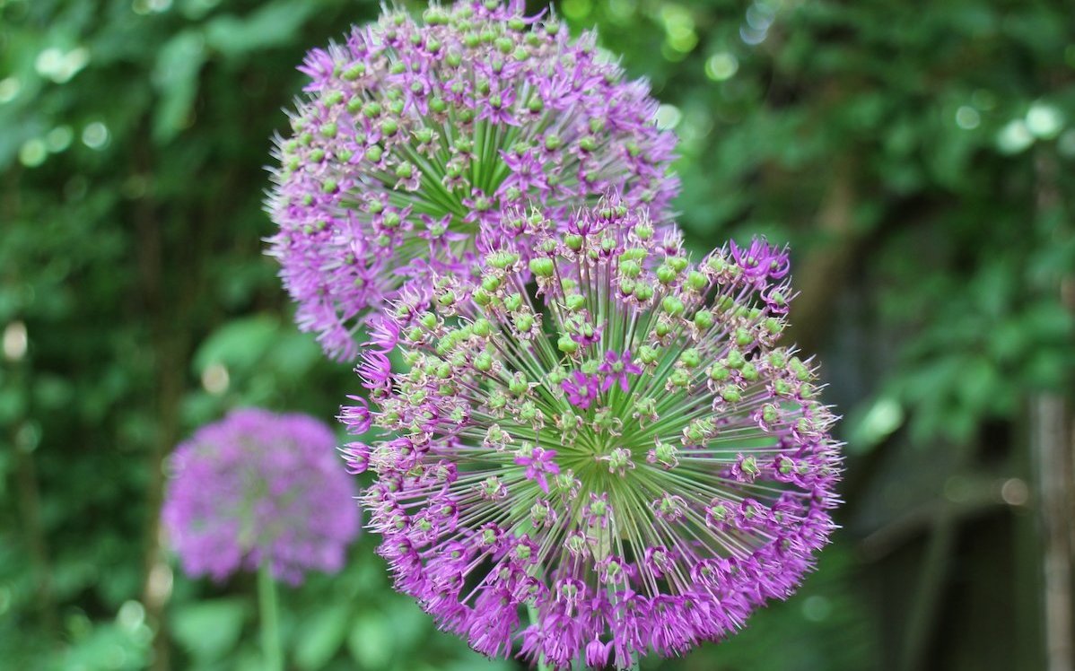 Die Alium-Blüten setzen spezielle Akzente. 