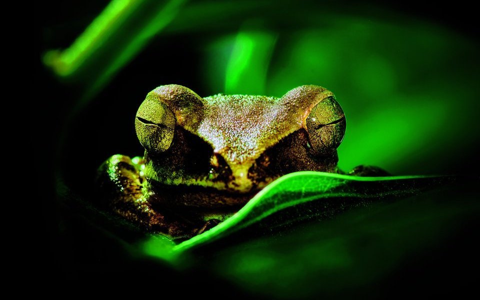 Auch Amphibien wie dieser Frosch müssen schlafen.