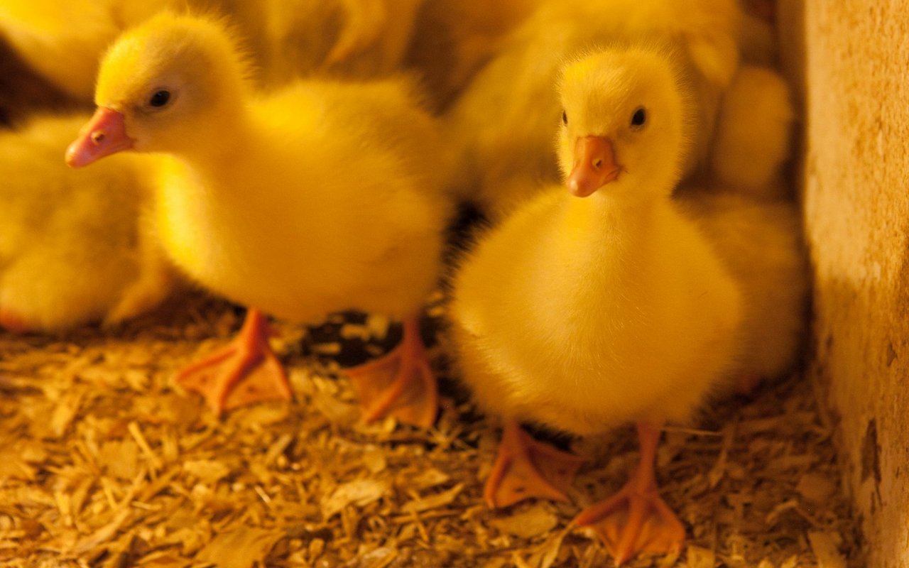 Die Diepholzer Gans wird nicht mehr so weit verbreitet gezüchtet. 